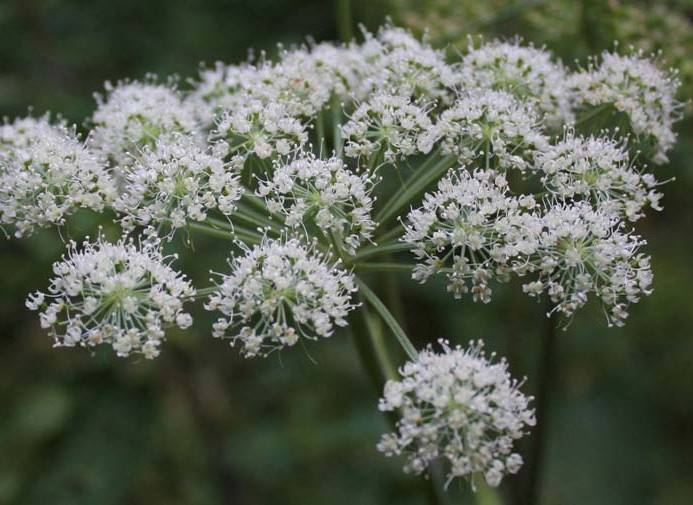 Angelica