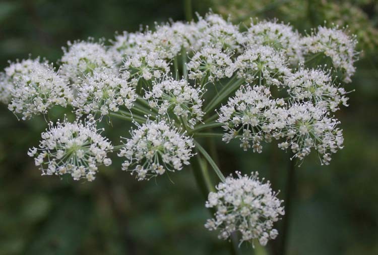 Angelica