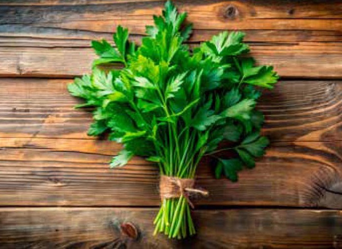 Lovage