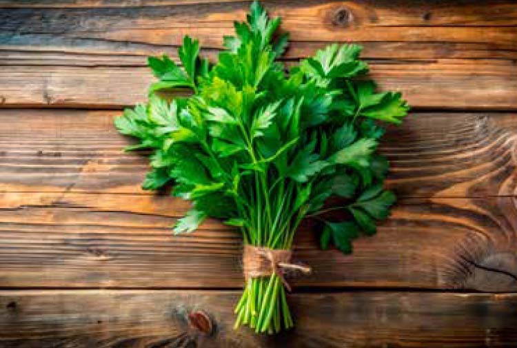 Lovage