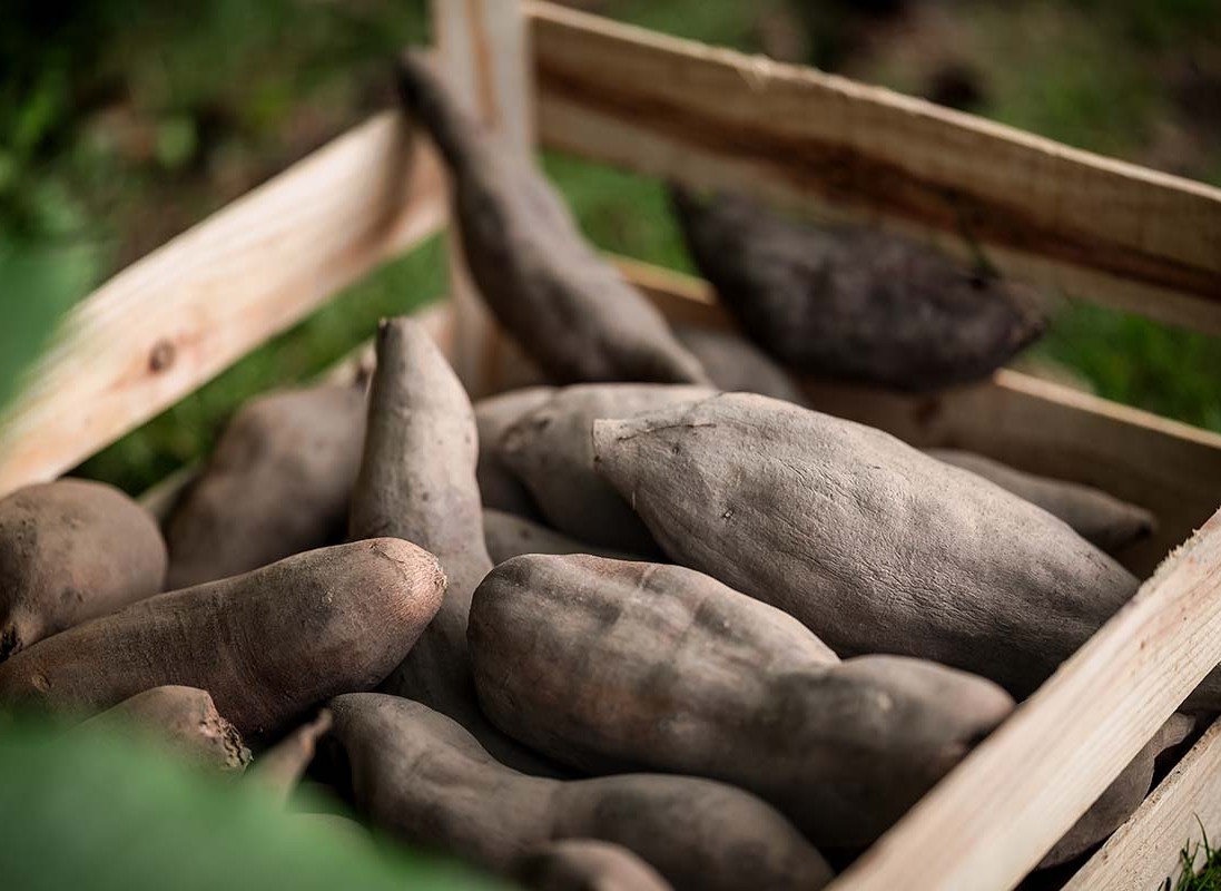 Yacon vegetable